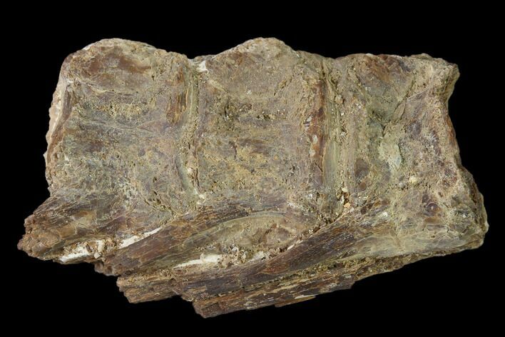 Fossil Fish (Ichthyodectes) Dorsal Vertebrae - Kansas #136477